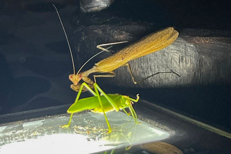En gräshoppa och en bönsyrsa – den första en delikatess i lokala kök och den andra, kallad ”praying mantis”, betyder tur om du får syn på en. 