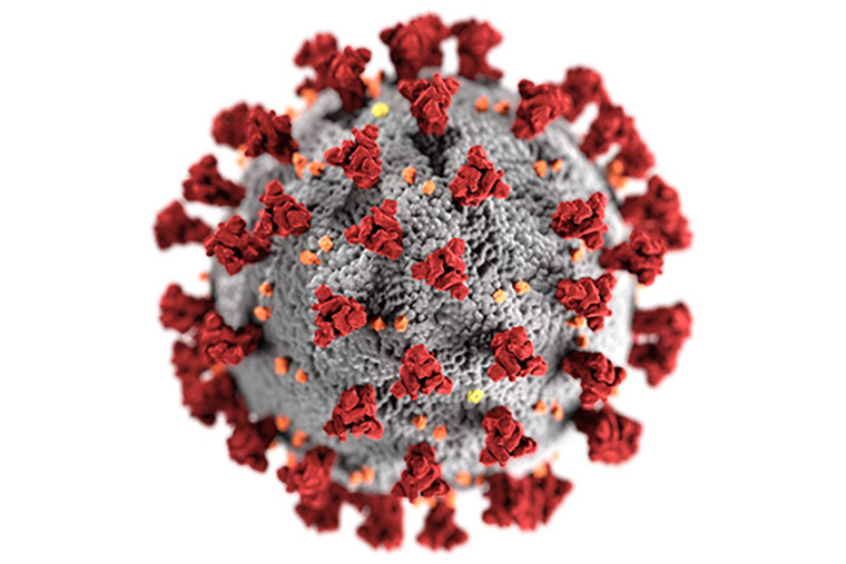 Datoranimering av SARS-CoV-2 med de karakteristiska röda ”proteinspikarna”, vilka känner igen och binder in till värdceller. Bild: Wikimedia Commons, CDC/ Alissa Eckert, MS; Dan Higgins, MAM